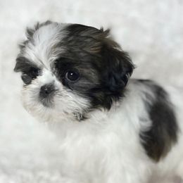 AKC Grace - Tricolor female Shih Tzu puppy in Greenville, South Carolina from Babyface Shih Tzu