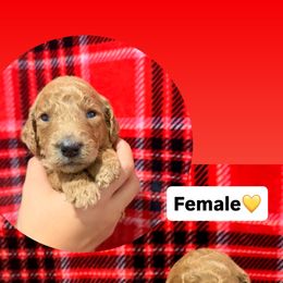 Yellow - Red  female Goldendoodle puppy in Naples, Florida from Goldendoodles Of Naples