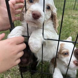 Cocker Spaniel Puppies from Jamie’s Sweet Spaniels