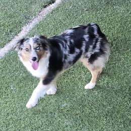 Sally - Blue merle female Miniature Australian Shepherd puppy in Ola, Arkansas from Peaceful Acres