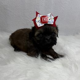 Godiva - Chocolate female Shih Tzu puppy in Columbia, Kentucky from Lisa Bandy Luxe Shih Tzu
