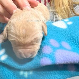 Golden Retriever Puppies from Golden Kiss Retrievers