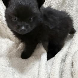 Boy 1 - Black male Pomeranian puppy in Conroe, Texas from Maxi’s Poms, LLC
