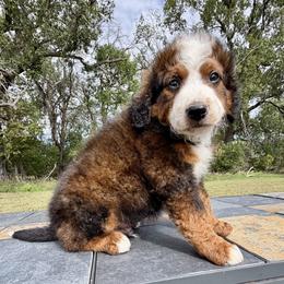 Big Chocolate Boy 1 - Chocolate merle male Bernedoodle puppy in Sioux Falls, South Dakota from WhiskeyCreek Doodles