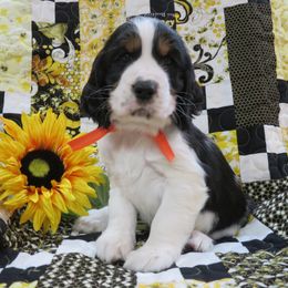 English Springer Spaniel Puppies from MN Whispering Pines Springers