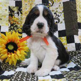 English Springer Spaniel Puppies from MN Whispering Pines Springers