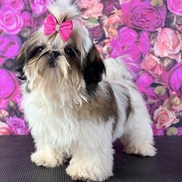 Galinda - Gold and white female Shih Tzu puppy in New York, New York from Falling Star