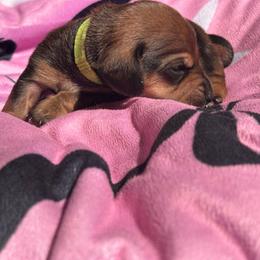 Sweet little Echo - Wild boar male Dachshund puppy in Proctor, Montana from Blue Star Dachshunds