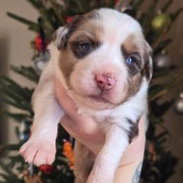 Aurora - Red merle female Miniature Australian Shepherd puppy in Danville, Indiana from Wingler Acres Mini Aussies