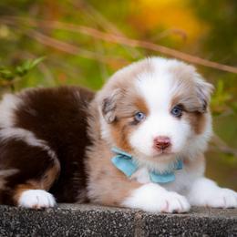 Delta - Red merle male Australian Shepherd puppy in Georgetown, Texas from River Reign Australian Shepherds