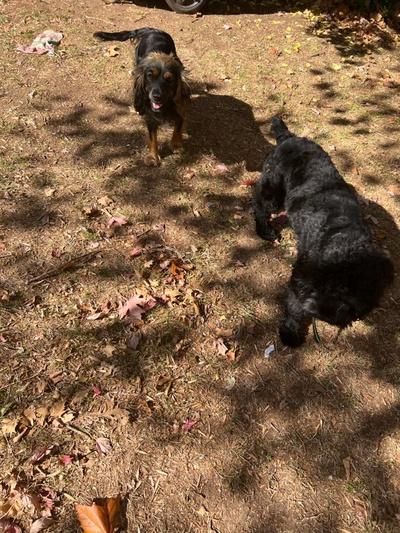 Brian’s Puppies in Kansas | Cockapoo puppies | Good Dog