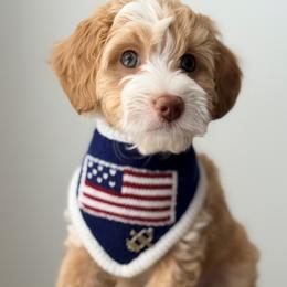 Romeo - Red  male Goldendoodle puppy in Fayetteville, Georgia from Darling Doodles