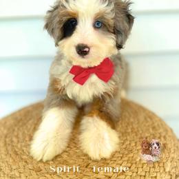 Spirit - Blue merle female Bernedoodle puppy in Canton, Georgia from Teddy Puppies
