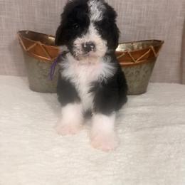 Snickers - Tri-color female Bernedoodle puppy in Luana, Iowa from Country View Bernedoodles and Goldendoodles