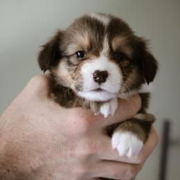 John - Sable male Pembroke Welsh Corgi puppy in South Otselic, New York from Ridge Top Corgis