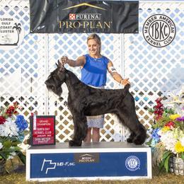 Poppy - Giant Schnauzer
