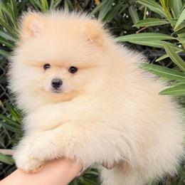 Messi - Cream male Pomeranian puppy in Los Angeles, Santa Clarita, California from LT_Poms