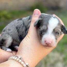 Clover - Blue merle and white female Sheepadoodle puppy in Paducah, Ky, Kentucky from Sarah Pearl’s Mini Sheepadoodles