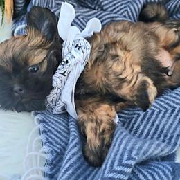 Shih Tzu Puppies from Shih Tzus of Gilbert