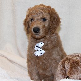 Poodle Puppies from Standard Poodles of Forest Lakes