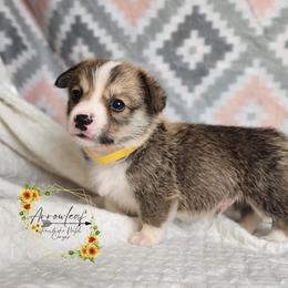 Mustard DM CLEAR - Sable male Pembroke Welsh Corgi puppy in Idaho from Arrowleaf Corgis