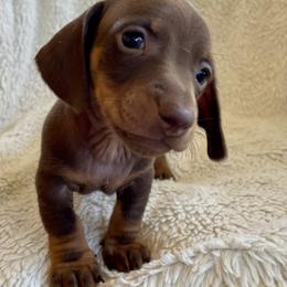 Duke - Chocolate and tan male Dachshund puppy in Granbury, Texas from Welden’s Miniature Dachshunds