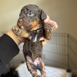 Franklin - Black white and tan male Cockapoo puppy in Danielsville, Georgia from Meg's Doodles and Poodles