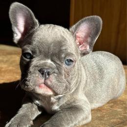 Cujo - Blue male French Bulldog puppy in Freedom, Pennsylvania from themcfrenchies