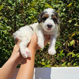 Sour Patch Kid - Grey and white male Bernedoodle puppy in Decatur, Georgia from So Adoodable
