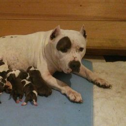 American Bully Puppies from Bolt Action Kennel