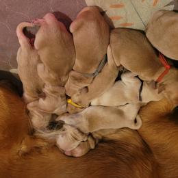 Little girl - Golden female Golden Retriever puppy in Greensburg, Kentucky from Southern Springs Goldens