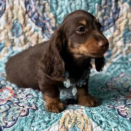 Angus - Chocolate and tan male Dachshund puppy in Lincoln, Arkansas from Red Dirt Dachshunds