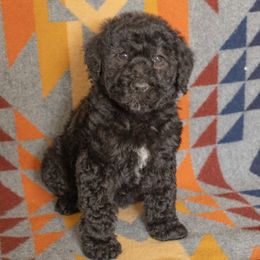 Poodle Puppies from Switzer Poodles