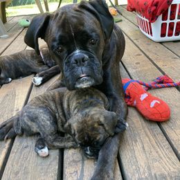 Ticha - Boxer