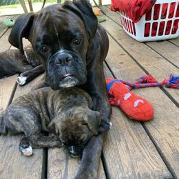Ticha - Boxer