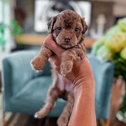 ..::   g i n g e r  ::..    ( t e d d y  .::. b e a r ) - Cafe au lait female Poodle puppy in Hooper, Utah from Anchor Dogs