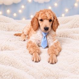 Noah - Parti male Poodle puppy in Washington, Pennsylvania from Patriotic Poodles