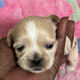 Maltese, Pomeranian, Shih Tzu, and Yorkshire Terrier Puppies from Gibbs Gorgeous Paws LLC