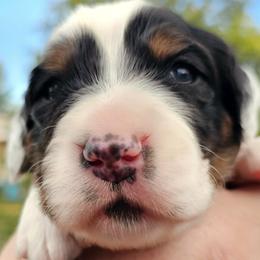 Boy 2 - Tri Male - Full Mask and Spot on Back - Blue belton and tan (tri-color) male English Setter puppy in Boise, Idaho from English Setters of the Eyrie