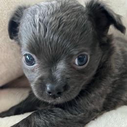 Astro - Blue and white Chihuahua puppy in Coweta, Oklahoma from Green Country Chihuahuas
