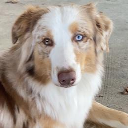 Jester - Australian Shepherd