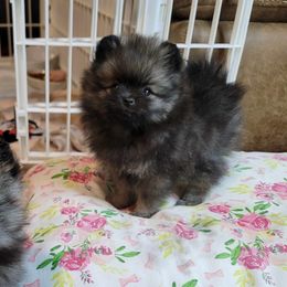 Pomeranian Puppies from JaElle Pomeranians