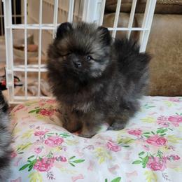 Pomeranian Puppies from JaElle Pomeranians