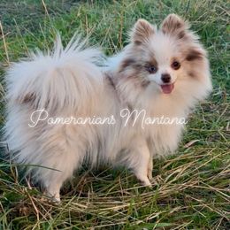 Sage (Tiny) - Chocolate merle female Pomeranian puppy in Saint Ignatius, Montana from Pomeranians Montana