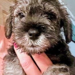 Miniature Schnauzer puppies from Farmers Creek Kennel