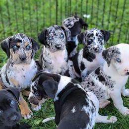 Catahoula Leopard Dog Puppies from Peach Tree Catahoulas