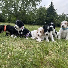 Goldendoodle Puppies from Daisys Doods