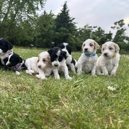 Goldendoodle Puppies from Daisys Doods