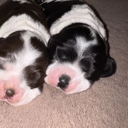 Cocker Spaniel Puppies from Chantels Spaniels