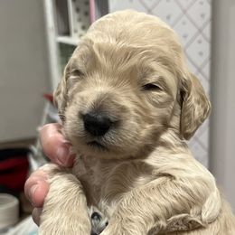 Girl 4 - Goldendoodle puppy in Cameron Park, California from Silkie Doodles
